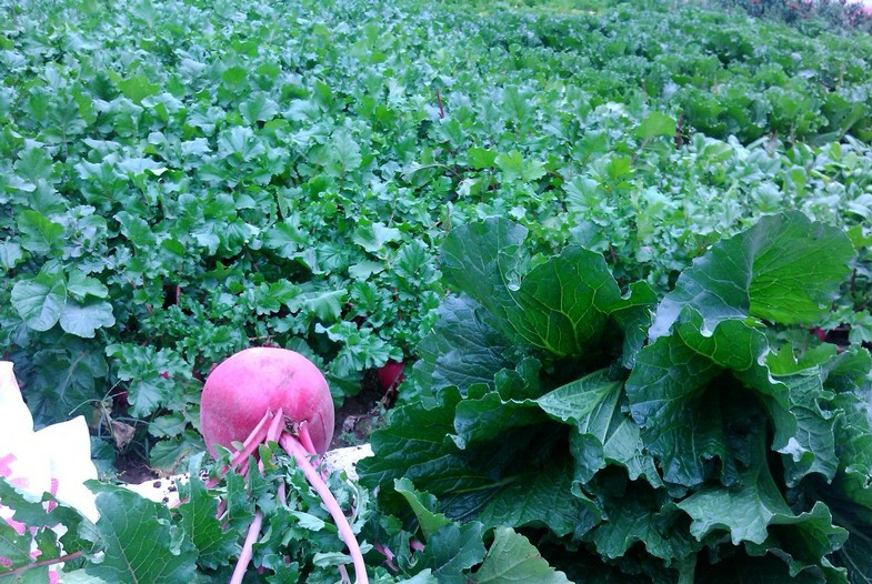 天津市薊縣五名山養老院 天津市薊縣五名山養老院