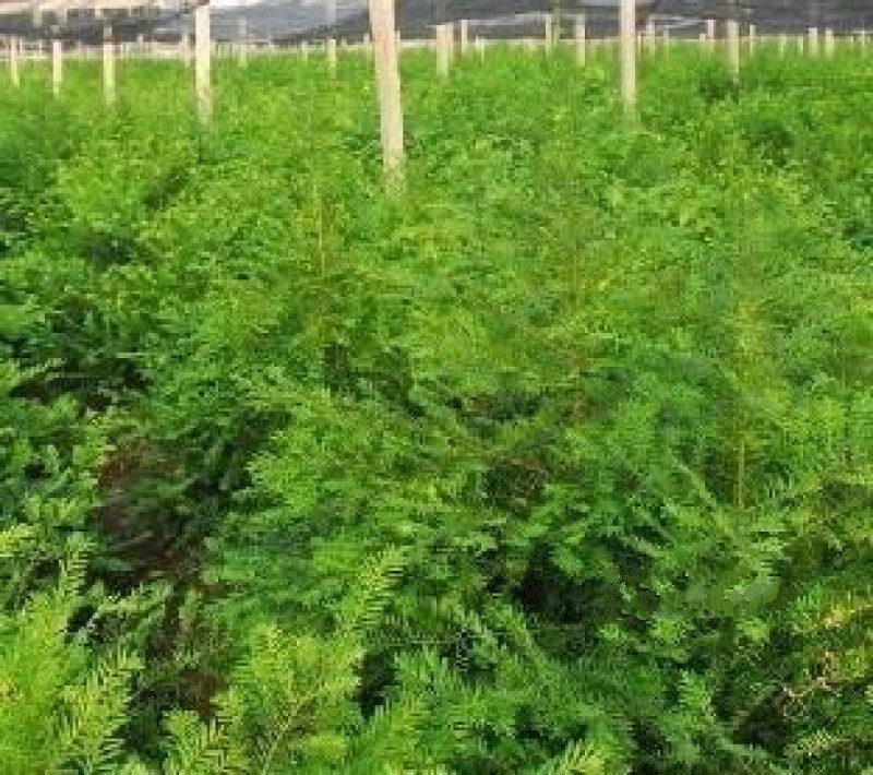 北戴河紅豆杉癌癥康養(yǎng)樂(lè)園
