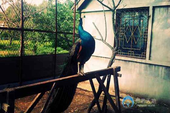 沈陽世外桃源老年養護中心 沈陽世外桃源老年養護中心